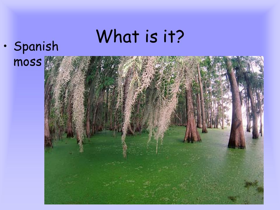 What is it Spanish moss
