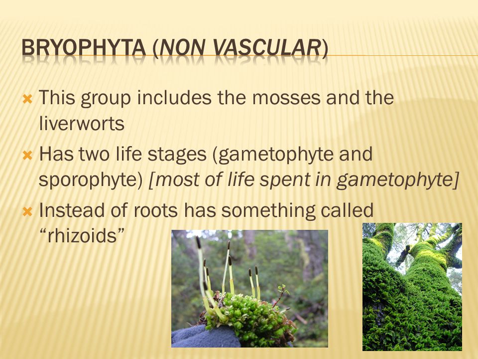  This group includes the mosses and the liverworts  Has two life stages (gametophyte and sporophyte) [most of life spent in gametophyte]  Instead of roots has something called rhizoids