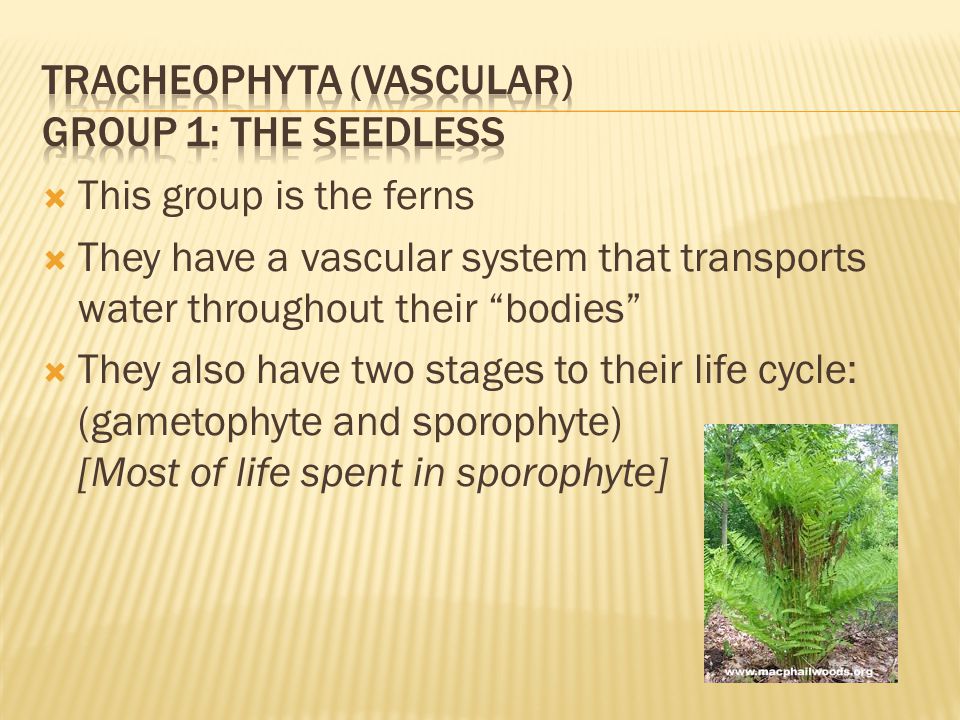  This group is the ferns  They have a vascular system that transports water throughout their bodies  They also have two stages to their life cycle: (gametophyte and sporophyte) [Most of life spent in sporophyte]