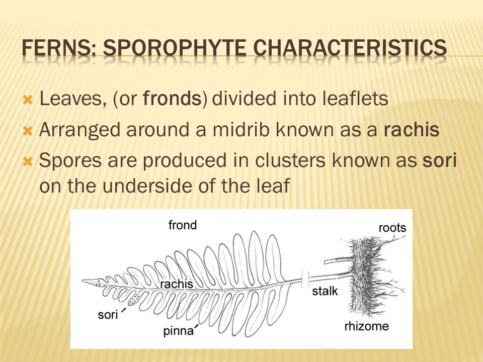  Leaves, (or fronds) divided into leaflets  Arranged around a midrib known as a rachis  Spores are produced in clusters known as sori on the underside of the leaf