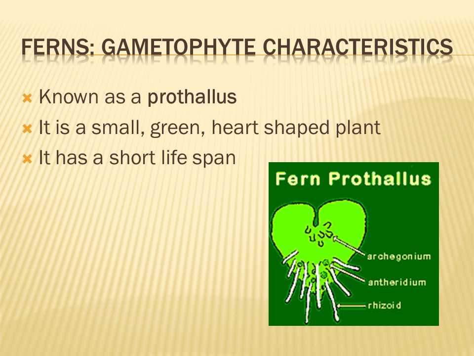  Known as a prothallus  It is a small, green, heart shaped plant  It has a short life span