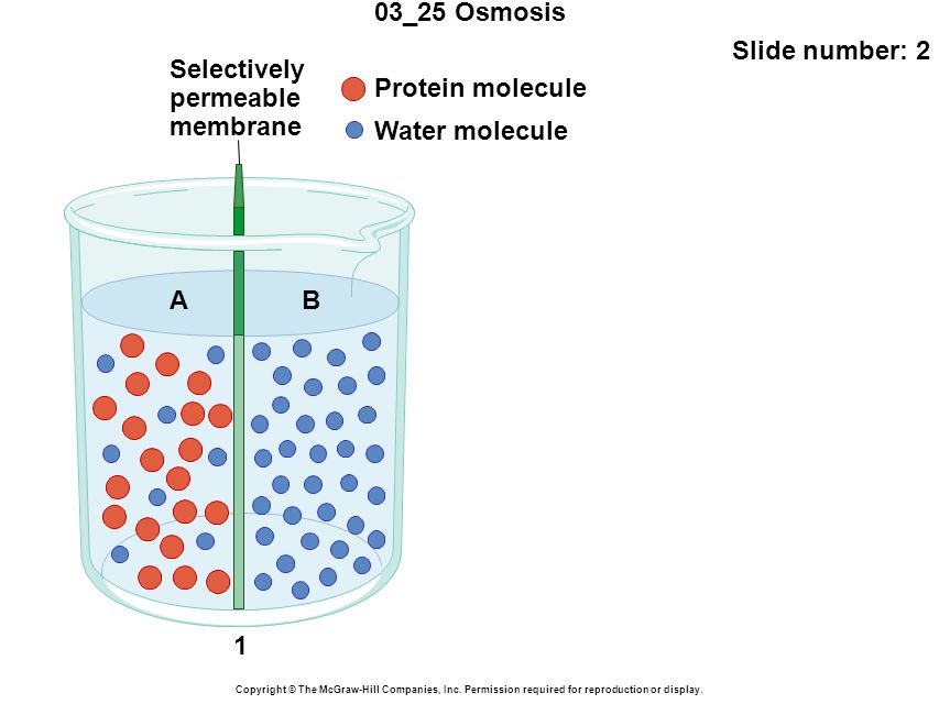 03_25 Osmosis Slide number: 2 Copyright © The McGraw-Hill Companies, Inc.