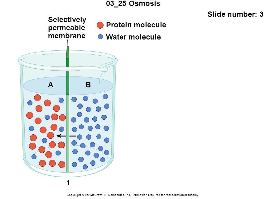 03_25 Osmosis Slide number: 3 Copyright © The McGraw-Hill Companies, Inc.