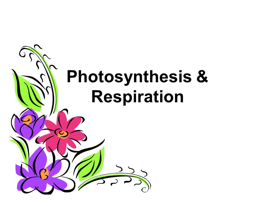 Photosynthesis Homework Help