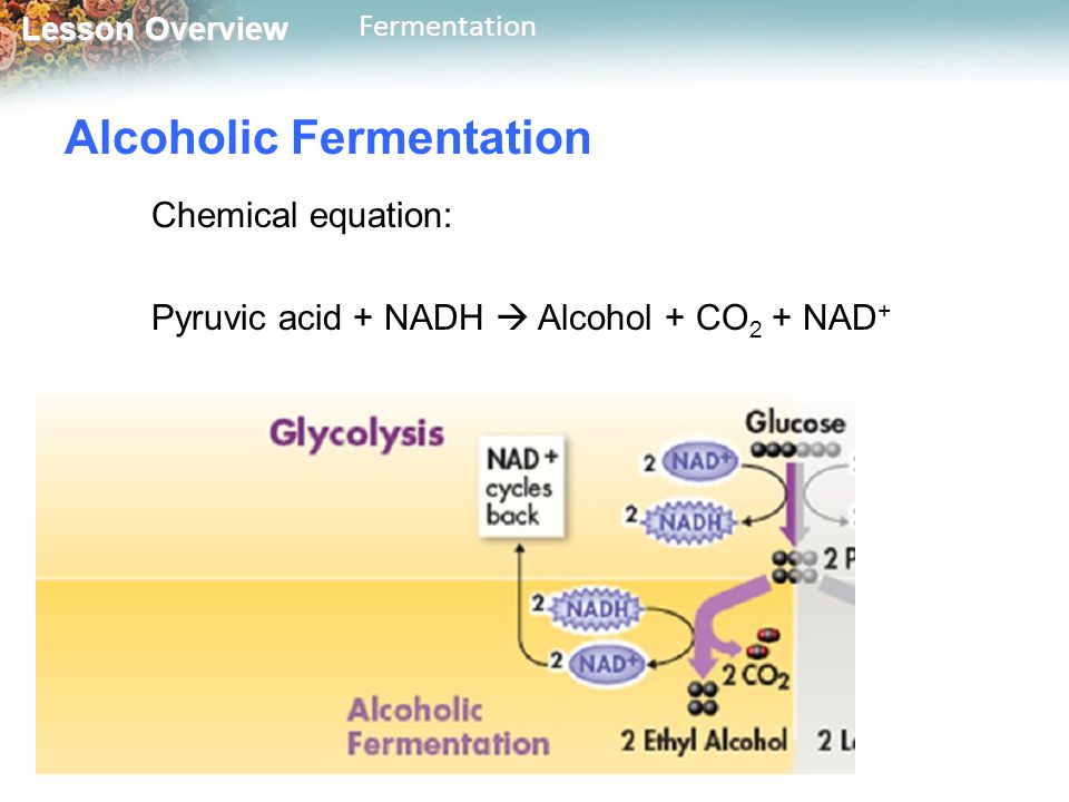 Equation For Fermentation Talkchannels Fermentation Chemical Equation Pyruvic Acid Nadh Alcohol Co 2 Nad Lesson Overview Overviewfermentation 9 3