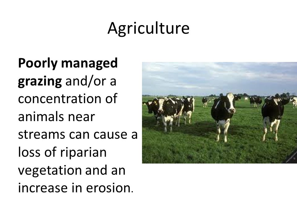 Agriculture Poorly managed grazing and/or a concentration of animals near streams can cause a loss of riparian vegetation and an increase in erosion.