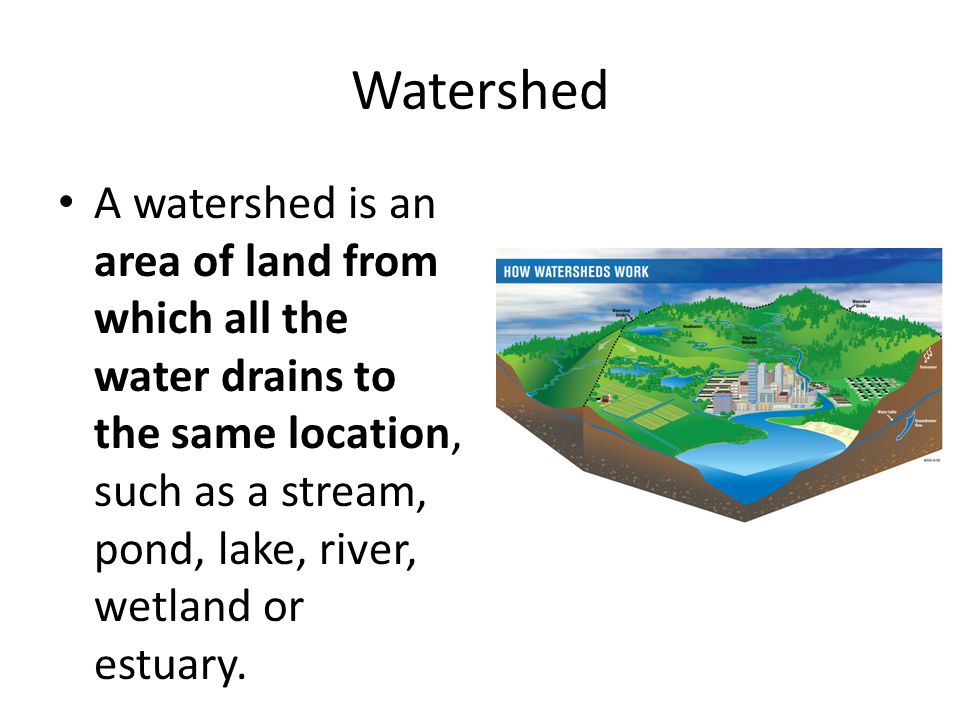 Watershed A watershed is an area of land from which all the water drains to the same location, such as a stream, pond, lake, river, wetland or estuary.
