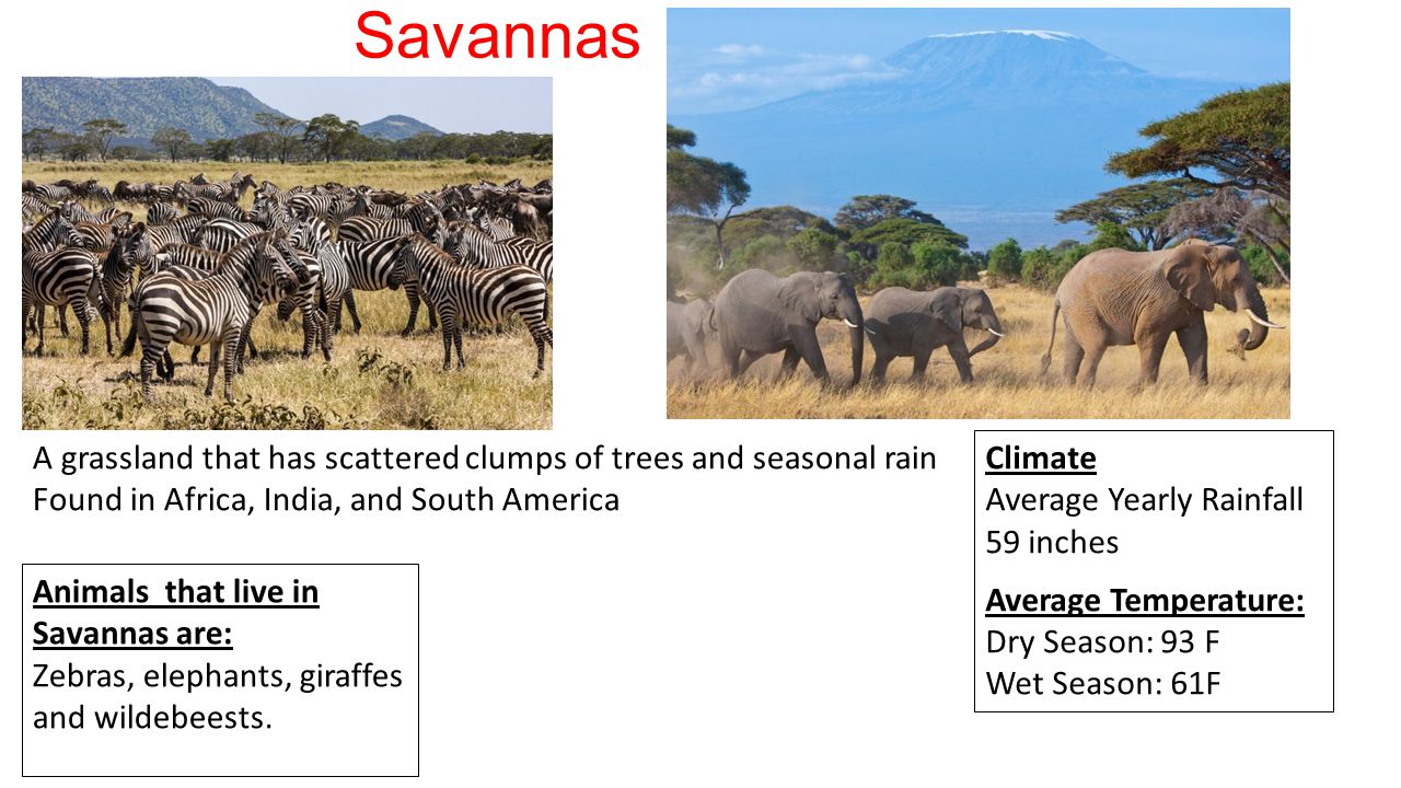 Savannas A grassland that has scattered clumps of trees and seasonal rain Found in Africa, India, and South America Animals that live in Savannas are: Zebras, elephants, giraffes and wildebeests.