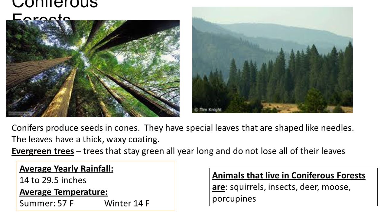 Coniferous Forests Animals that live in Coniferous Forests are: squirrels, insects, deer, moose, porcupines Conifers produce seeds in cones.