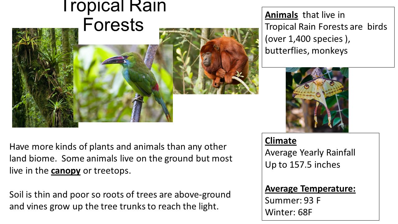 Tropical Rain Forests Have more kinds of plants and animals than any other land biome.