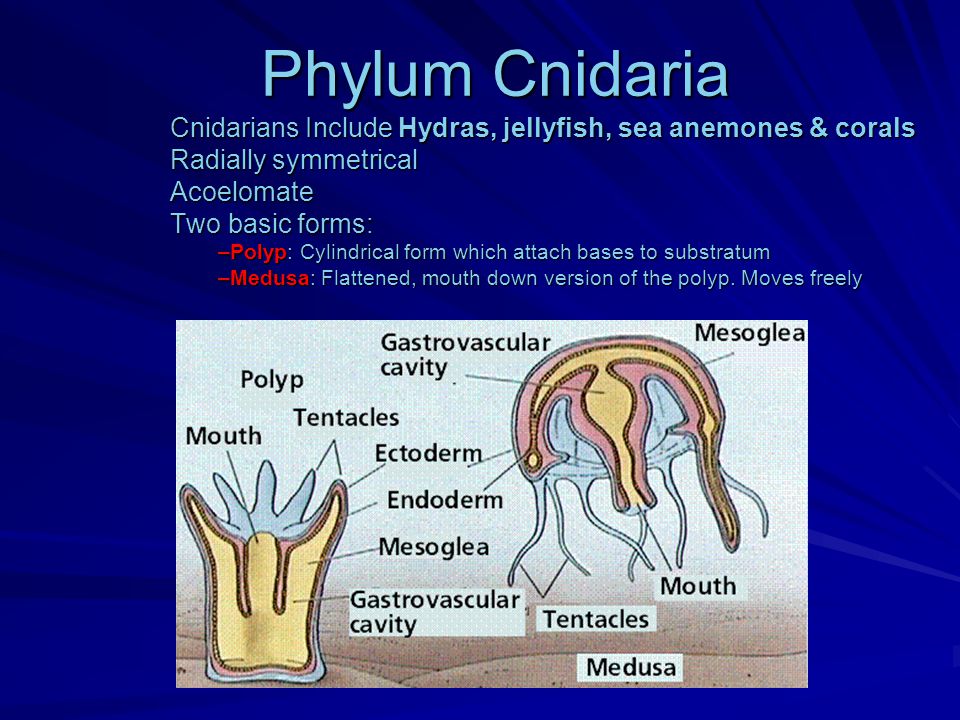 Phylum Cnidaria Cnidarians Include Hydras, jellyfish, sea anemones & corals Radially symmetrical Acoelomate Two basic forms: –Polyp: Cylindrical form which attach bases to substratum –Medusa: Flattened, mouth down version of the polyp.