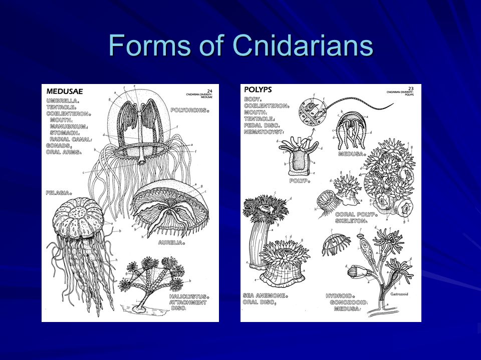 Forms of Cnidarians