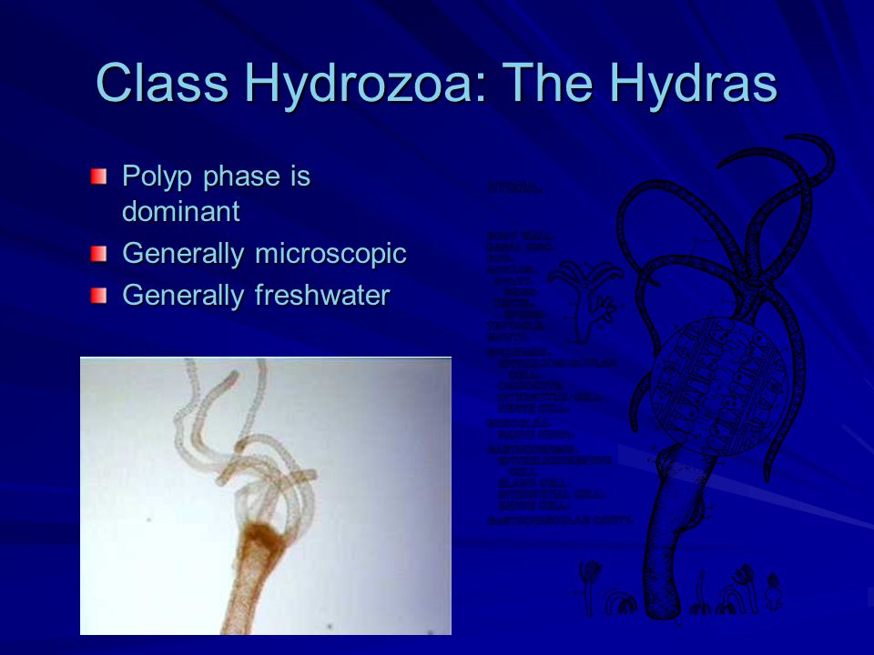 Class Hydrozoa: The Hydras Polyp phase is dominant Generally microscopic Generally freshwater