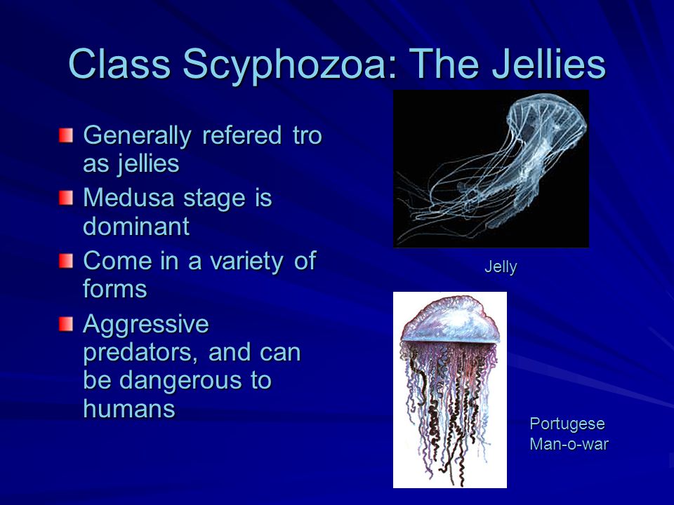 Class Scyphozoa: The Jellies Generally refered tro as jellies Medusa stage is dominant Come in a variety of forms Aggressive predators, and can be dangerous to humans Jelly PortugeseMan-o-war