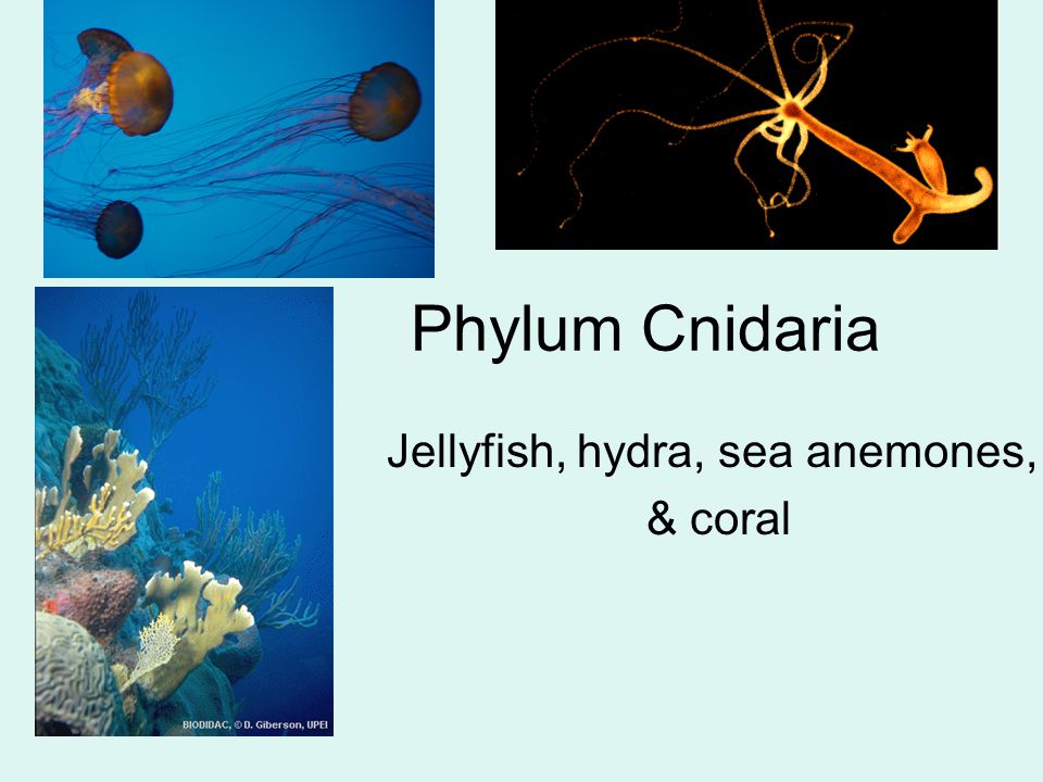 Phylum Cnidaria Jellyfish, hydra, sea anemones, & coral