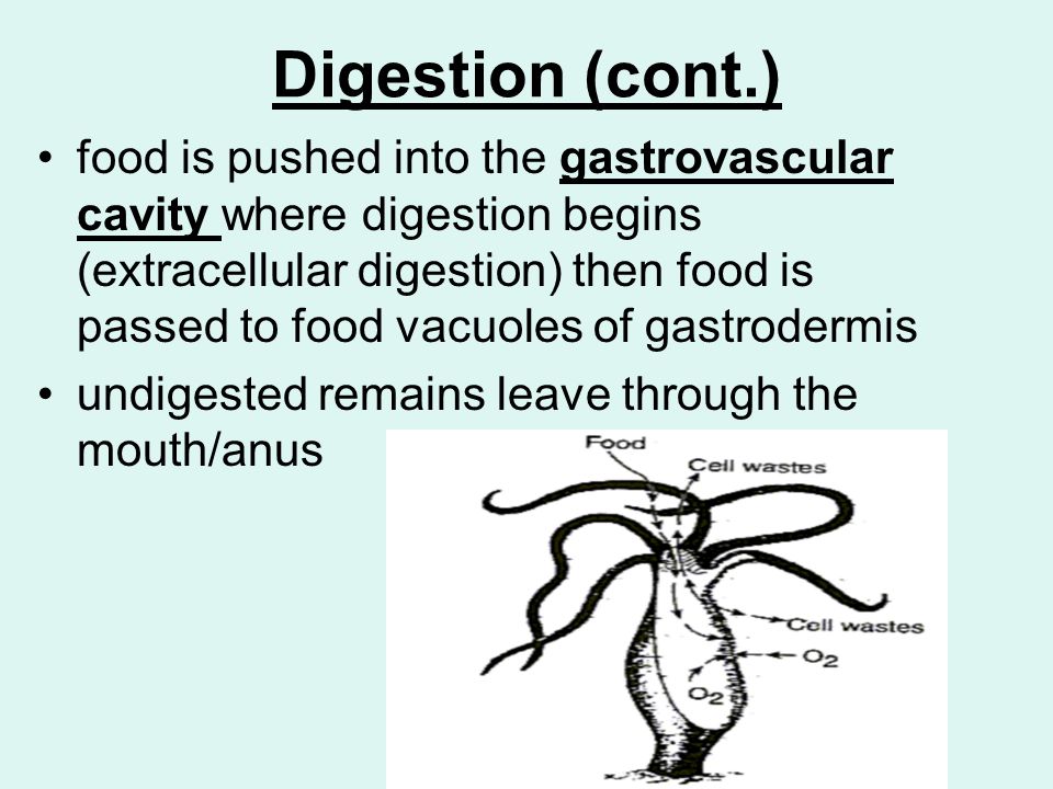Digestion (cont.) food is pushed into the gastrovascular cavity where digestion begins (extracellular digestion) then food is passed to food vacuoles of gastrodermis undigested remains leave through the mouth/anus