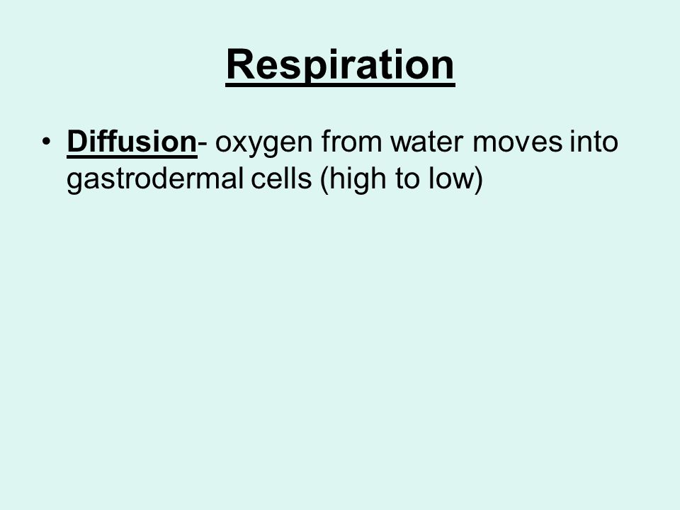 Respiration Diffusion- oxygen from water moves into gastrodermal cells (high to low)
