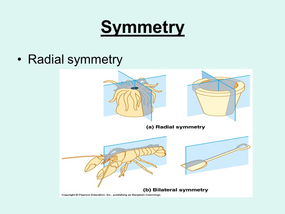 Symmetry Radial symmetry