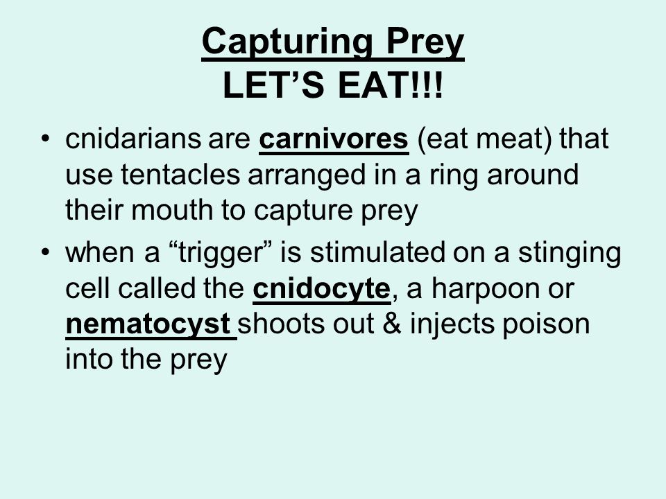 Capturing Prey LET’S EAT!!.