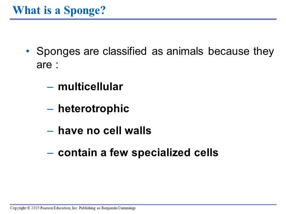 Copyright © 2005 Pearson Education, Inc. Publishing as Benjamin Cummings What is a Sponge.