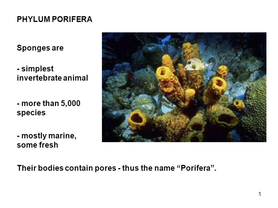1 PHYLUM PORIFERA Sponges are - simplest invertebrate animal - more than 5,000 species - mostly marine, some fresh Their bodies contain pores - thus the name Porifera .