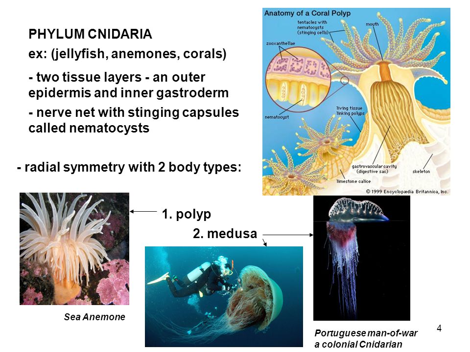 4 PHYLUM CNIDARIA ex: (jellyfish, anemones, corals) - two tissue layers - an outer epidermis and inner gastroderm - nerve net with stinging capsules called nematocysts - radial symmetry with 2 body types: 1.