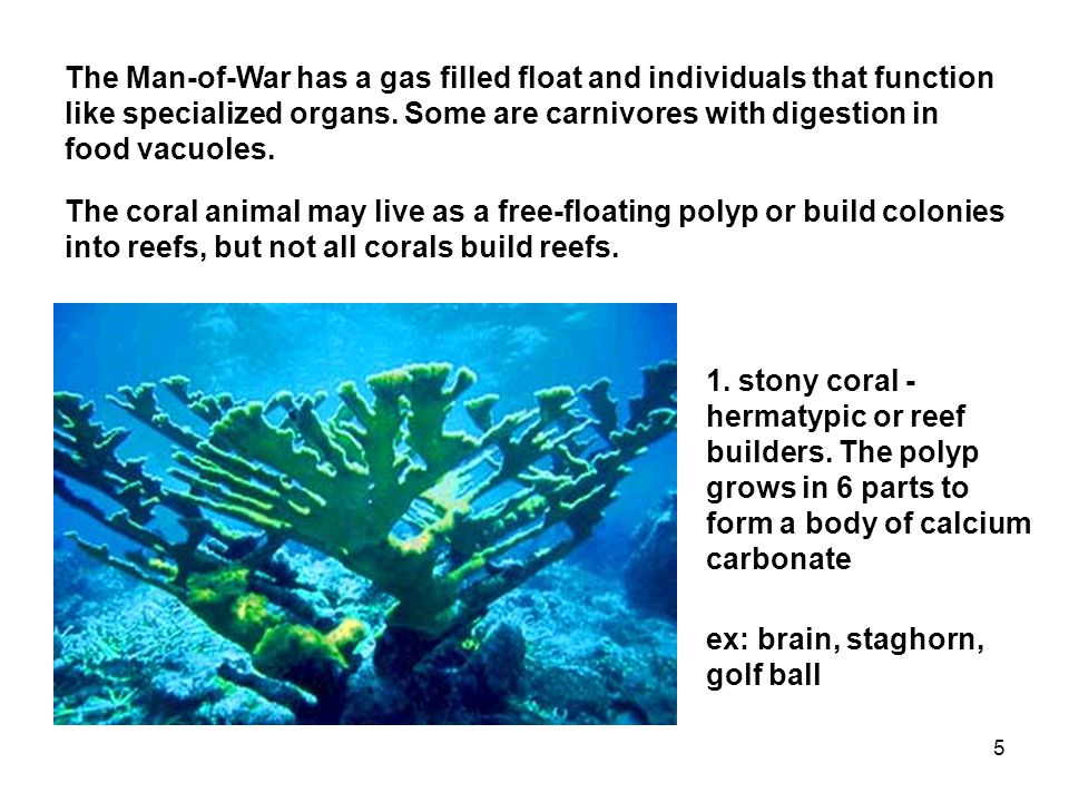 5 The Man-of-War has a gas filled float and individuals that function like specialized organs.
