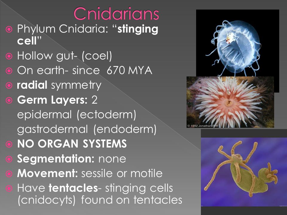  Phylum Cnidaria: stinging cell  Hollow gut- (coel)  On earth- since 670 MYA  radial symmetry  Germ Layers: 2 epidermal (ectoderm) gastrodermal (endoderm)  NO ORGAN SYSTEMS  Segmentation: none  Movement: sessile or motile  Have tentacles - stinging cells (cnidocyts) found on tentacles