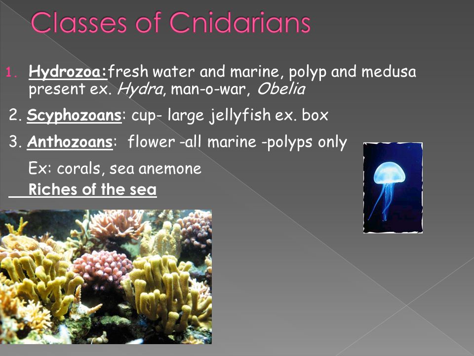 1. Hydrozoa:fresh water and marine, polyp and medusa present ex.