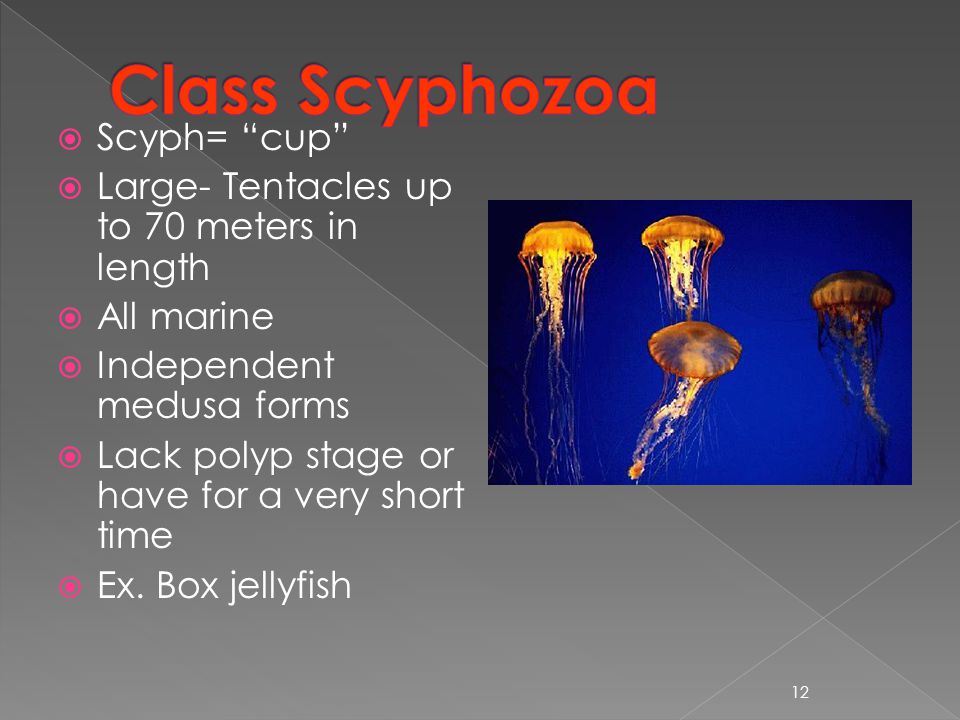  Scyph= cup  Large- Tentacles up to 70 meters in length  All marine  Independent medusa forms  Lack polyp stage or have for a very short time  Ex.
