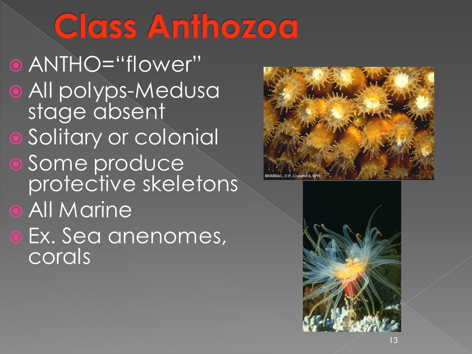  ANTHO= flower  All polyps-Medusa stage absent  Solitary or colonial  Some produce protective skeletons  All Marine  Ex.
