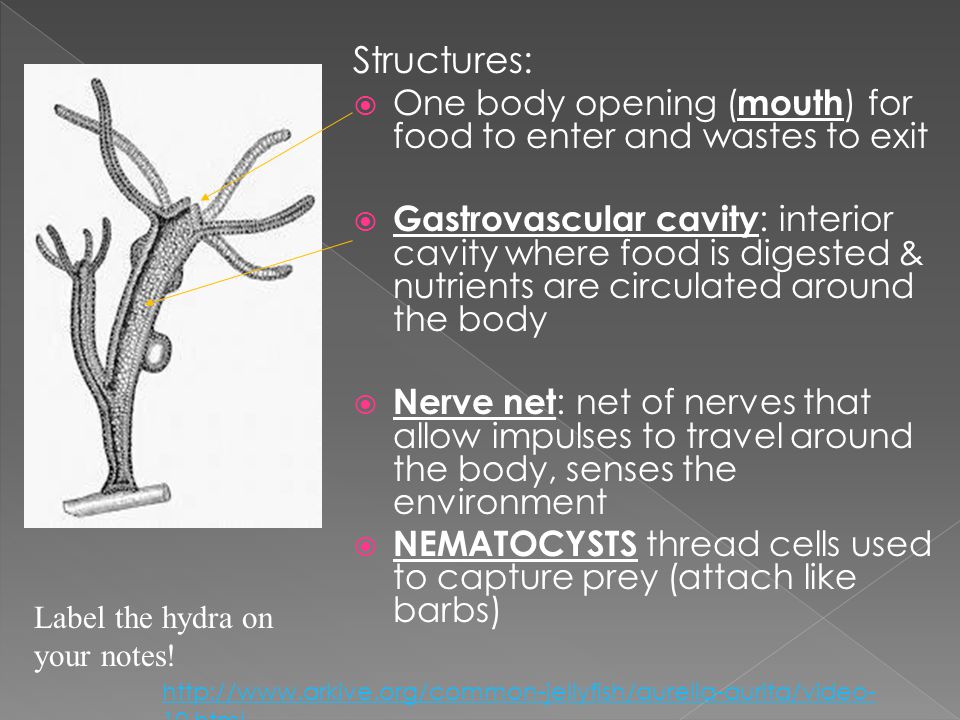 Structures:  One body opening ( mouth ) for food to enter and wastes to exit  Gastrovascular cavity : interior cavity where food is digested & nutrients are circulated around the body  Nerve net : net of nerves that allow impulses to travel around the body, senses the environment  NEMATOCYSTS thread cells used to capture prey (attach like barbs) Label the hydra on your notes.