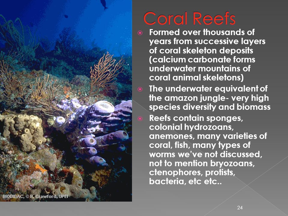  Formed over thousands of years from successive layers of coral skeleton deposits (calcium carbonate forms underwater mountains of coral animal skeletons)  The underwater equivalent of the amazon jungle- very high species diversity and biomass  Reefs contain sponges, colonial hydrozoans, anemones, many varieties of coral, fish, many types of worms we’ve not discussed, not to mention bryozoans, ctenophores, protists, bacteria, etc etc..