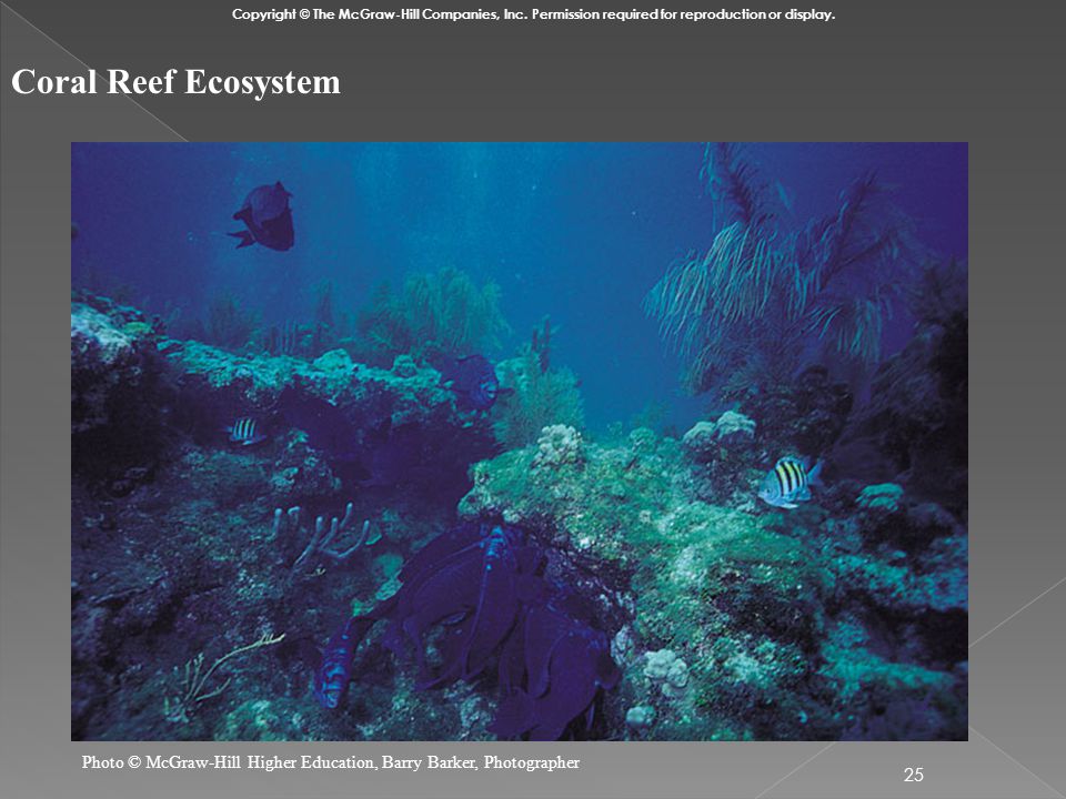 25 Coral Reef Ecosystem Copyright © The McGraw-Hill Companies, Inc.