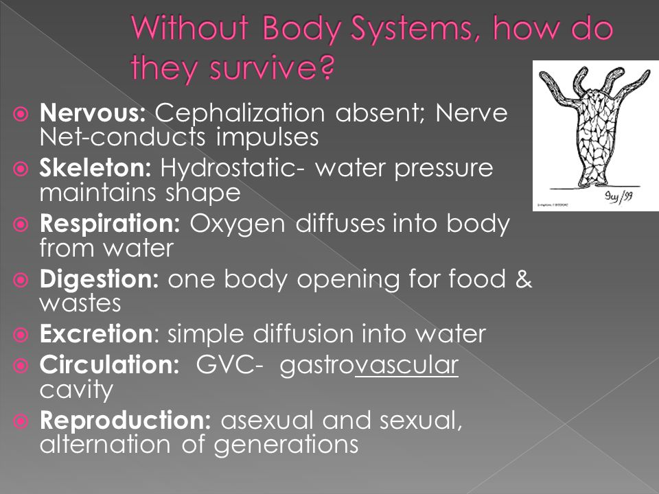  Nervous: Cephalization absent; Nerve Net-conducts impulses  Skeleton: Hydrostatic- water pressure maintains shape  Respiration: Oxygen diffuses into body from water  Digestion: one body opening for food & wastes  Excretion : simple diffusion into water  Circulation: GVC- gastrovascular cavity  Reproduction: asexual and sexual, alternation of generations