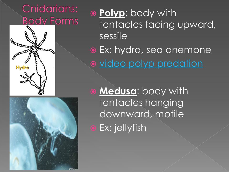  Polyp : body with tentacles facing upward, sessile  Ex: hydra, sea anemone  video polyp predation video polyp predation  Medusa : body with tentacles hanging downward, motile  Ex: jellyfish