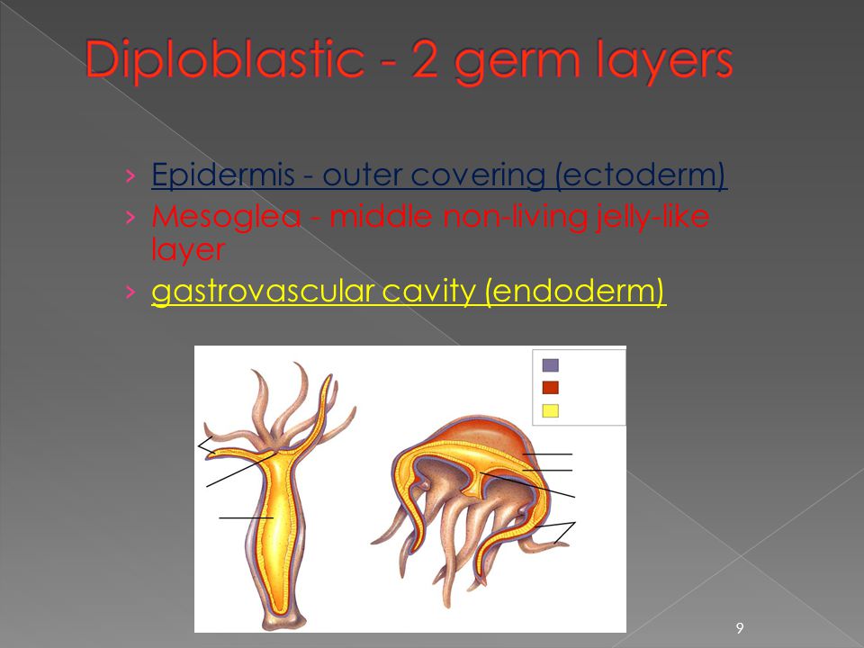 › Epidermis - outer covering (ectoderm) › Mesoglea - middle non-living jelly-like layer › gastrovascular cavity (endoderm) 9