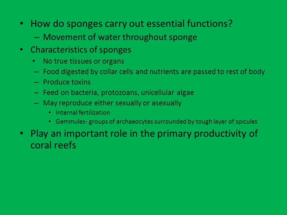 How do sponges carry out essential functions.