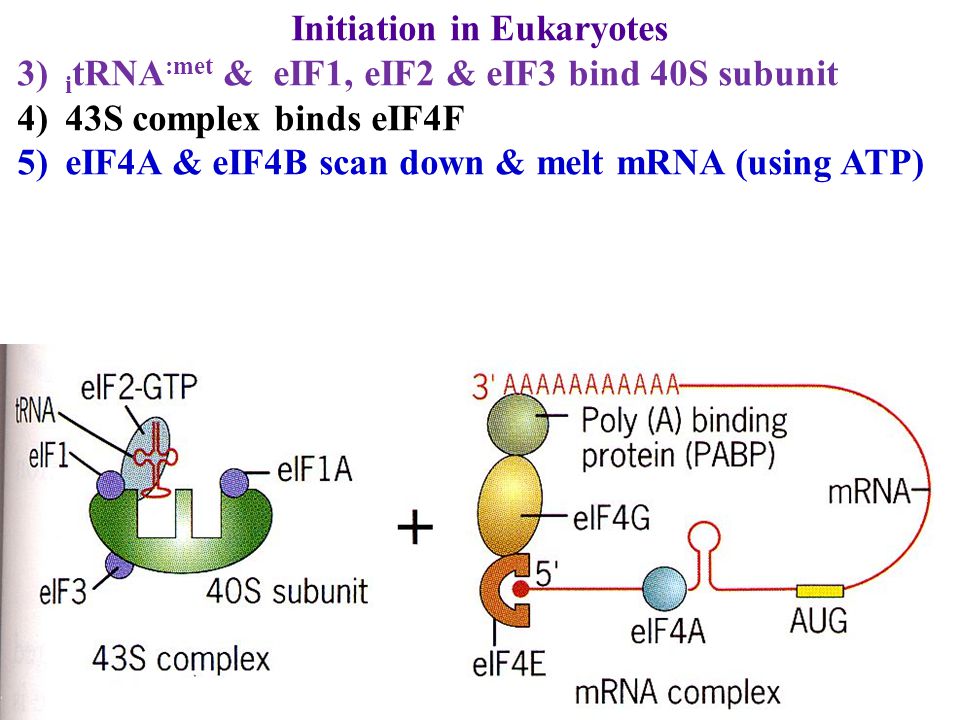 cytoplasmic regulation lifetime localization initiation.