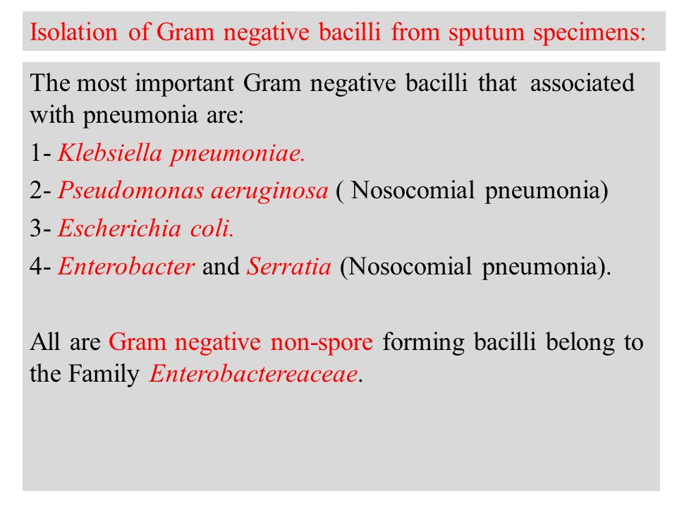 Isolation of Gram negative bacilli from sputum specimens: The most important Gram negative bacilli that associated with pneumonia are: 1- Klebsiella pneumoniae.