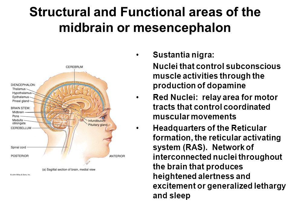 Structural and Functional areas of the midbrain or mesencephalon Sustantia nigra: Nuclei that control subconscious muscle activities through the production of dopamine Red Nuclei: relay area for motor tracts that control coordinated muscular movements Headquarters of the Reticular formation, the reticular activating system (RAS).