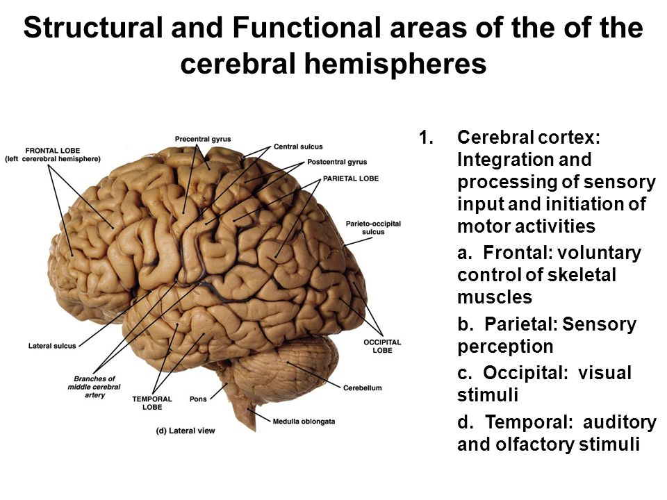Structural and Functional areas of the of the cerebral hemispheres 1.Cerebral cortex: Integration and processing of sensory input and initiation of motor activities a.