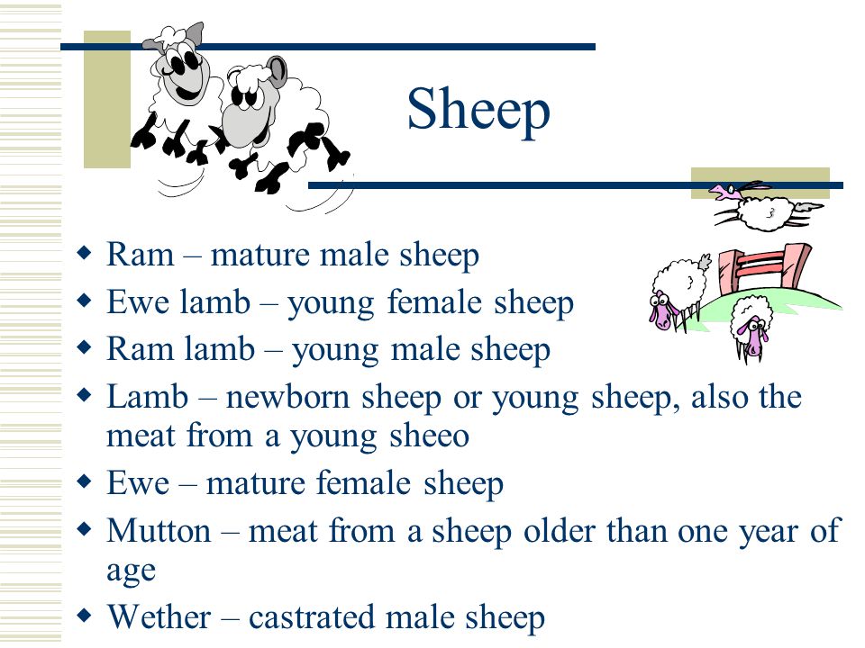 Sheep  Ram – mature male sheep  Ewe lamb – young female sheep  Ram lamb – young male sheep  Lamb – newborn sheep or young sheep, also the meat from a young sheeo  Ewe – mature female sheep  Mutton – meat from a sheep older than one year of age  Wether – castrated male sheep