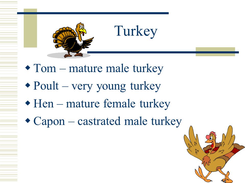 Turkey  Tom – mature male turkey  Poult – very young turkey  Hen – mature female turkey  Capon – castrated male turkey