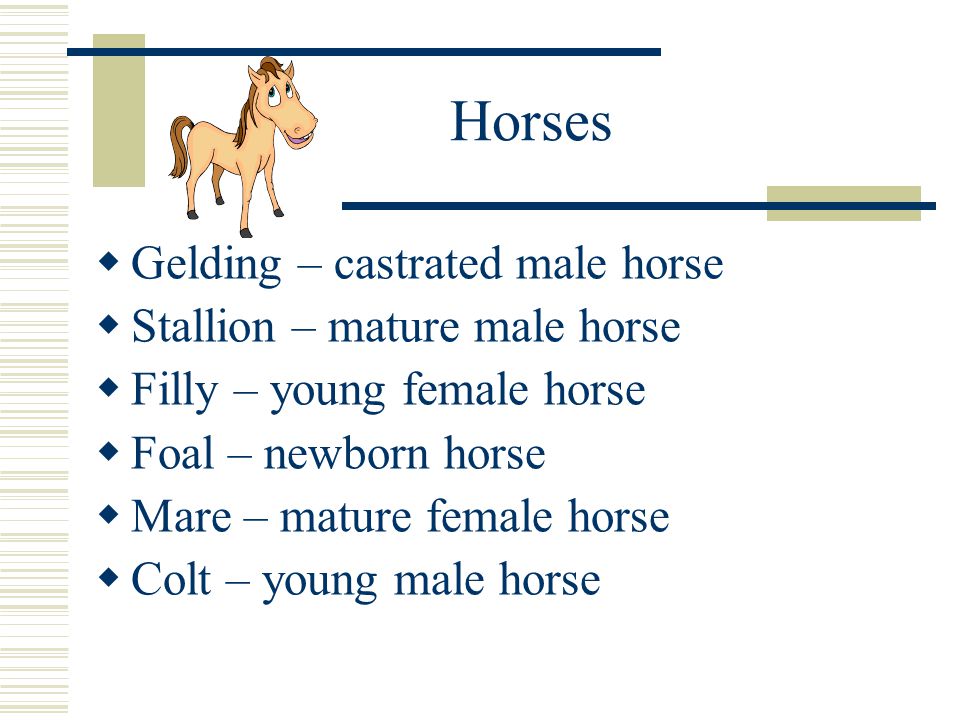 Horses  Gelding – castrated male horse  Stallion – mature male horse  Filly – young female horse  Foal – newborn horse  Mare – mature female horse  Colt – young male horse