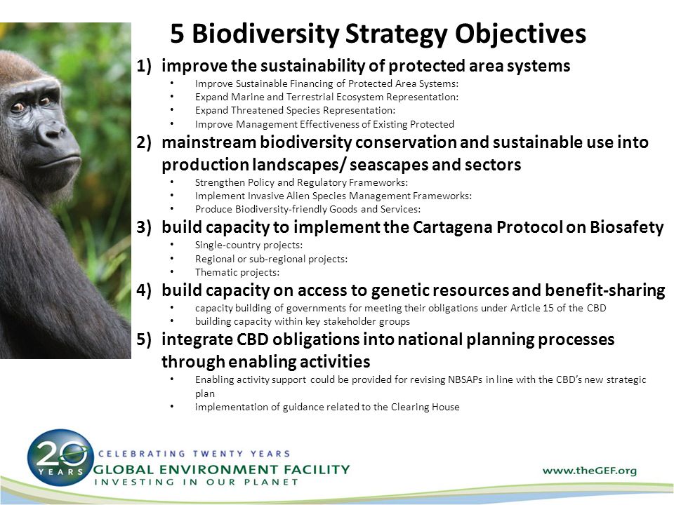 5 Biodiversity Strategy Objectives 1)improve the sustainability of protected area systems Improve Sustainable Financing of Protected Area Systems: Expand Marine and Terrestrial Ecosystem Representation: Expand Threatened Species Representation: Improve Management Effectiveness of Existing Protected 2)mainstream biodiversity conservation and sustainable use into production landscapes/ seascapes and sectors Strengthen Policy and Regulatory Frameworks: Implement Invasive Alien Species Management Frameworks: Produce Biodiversity-friendly Goods and Services: 3)build capacity to implement the Cartagena Protocol on Biosafety Single-country projects: Regional or sub-regional projects: Thematic projects: 4)build capacity on access to genetic resources and benefit-sharing capacity building of governments for meeting their obligations under Article 15 of the CBD building capacity within key stakeholder groups 5)integrate CBD obligations into national planning processes through enabling activities Enabling activity support could be provided for revising NBSAPs in line with the CBD’s new strategic plan implementation of guidance related to the Clearing House
