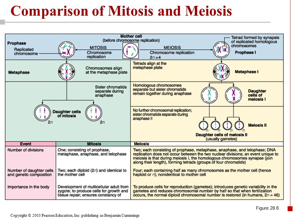 High School Memories Essay Example Of Thesis Statement For Essay also Causes Of The English Civil War Essay Mitosis Vs Meiosis Essay Essay For High School Students