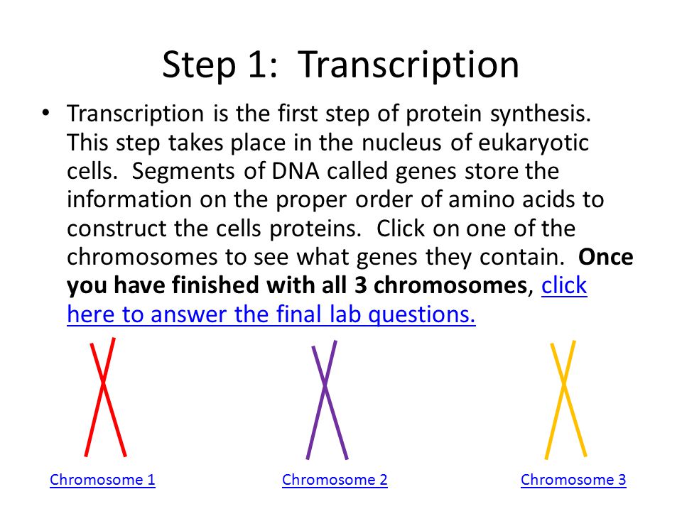 Worksheets Chapter 11 Dna And Genes Worksheet Answers chapter 11 dna and genes worksheet answers delibertad delibertad