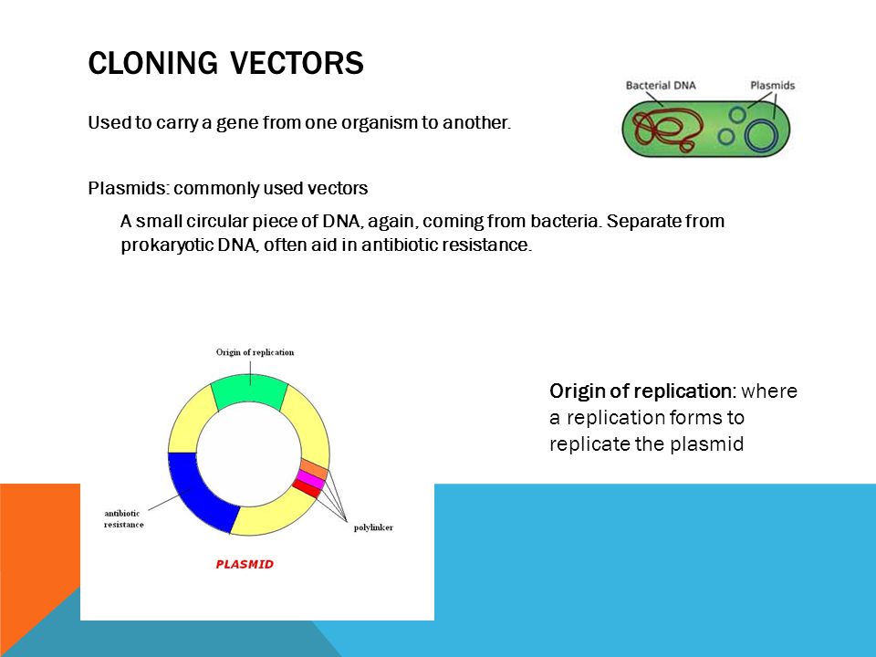 CLONING VECTORS Used to carry a gene from one organism to another.