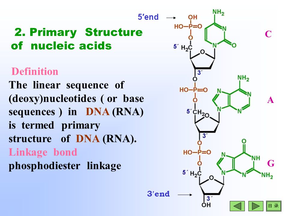structure and roles of nucleic acids Chapter 5 the structure and function of macromolecules and nucleic acids in a gene specifies the order of amino acids—the primary structure—of a. structure and roles of nucleic acids Chapter 5 the structure and function of macromolecules and nucleic acids in a gene specifies the order of amino acids—the primary structure—of a.
